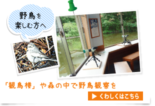 「観鳥楼」や森の中で野鳥観察を