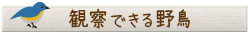 観察できる野鳥