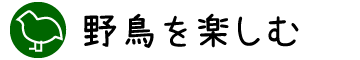 野鳥を楽しむ