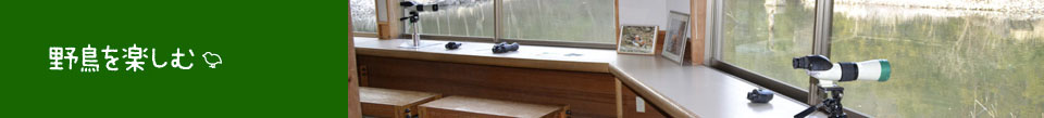 野鳥を楽しむ