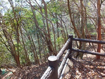 木々に囲まれる道中